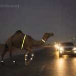 Oman Weighs Mandatory Reflective Gear for Camels to Curb Nighttime Highway Fatalities