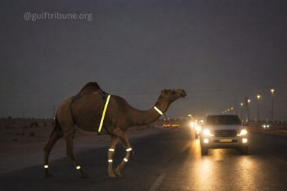 Oman Weighs Mandatory Reflective Gear for Camels to Curb Nighttime Highway Fatalities